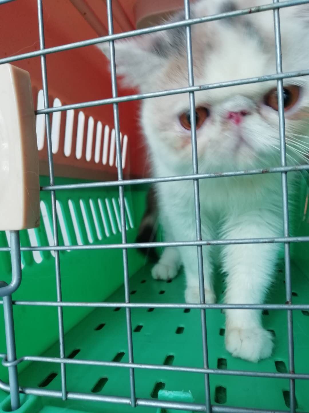 87824f1601cd4efe0daa0ee62d0bb12