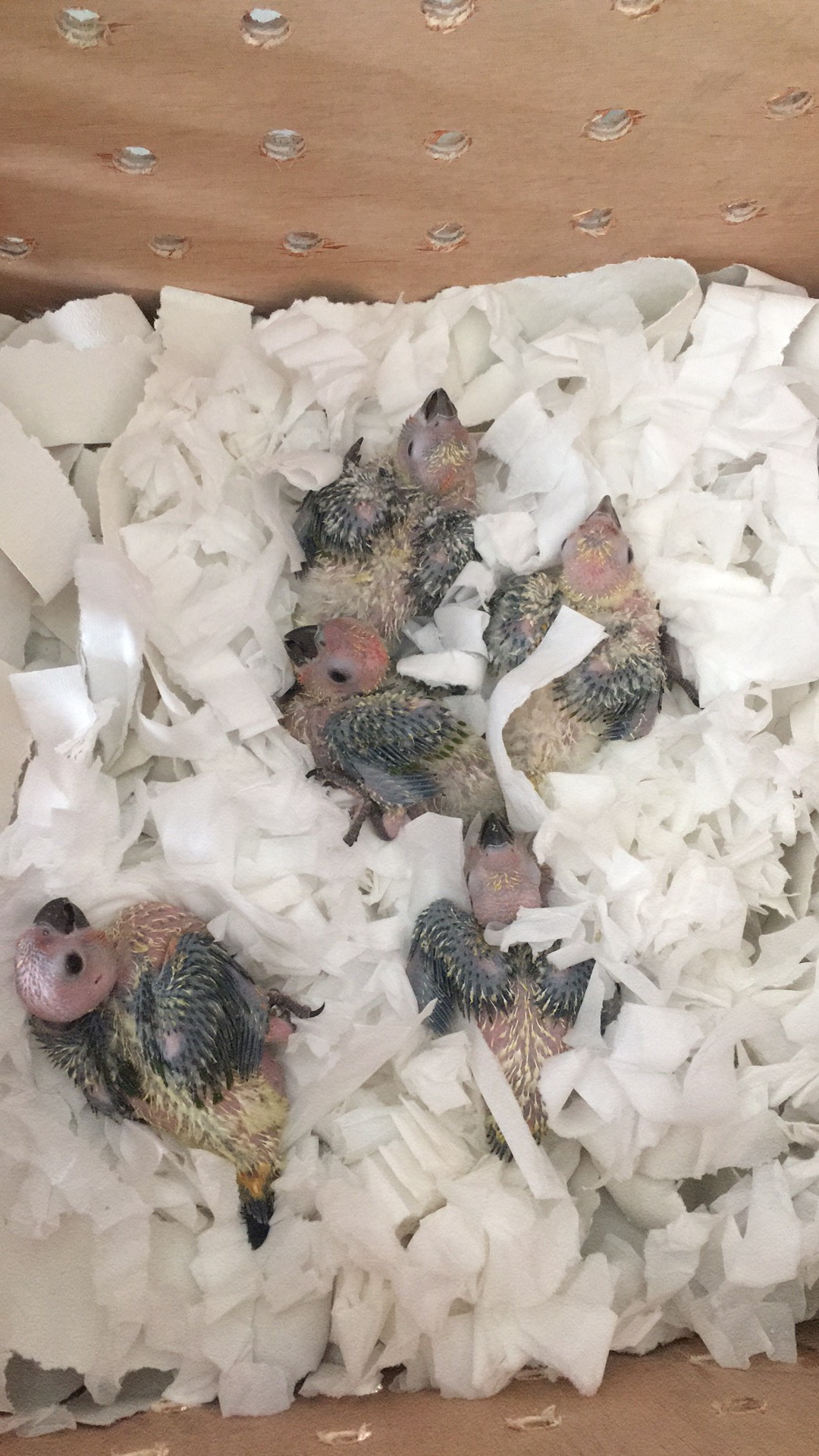 ee9e847eb6cf77f86d4bc79198b0447