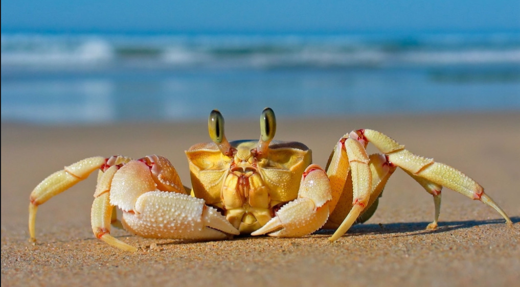 生鲜活物空运哪家好