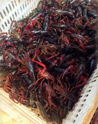 小龙虾空运需要注意什么事项呢？-四川今日达航空快递