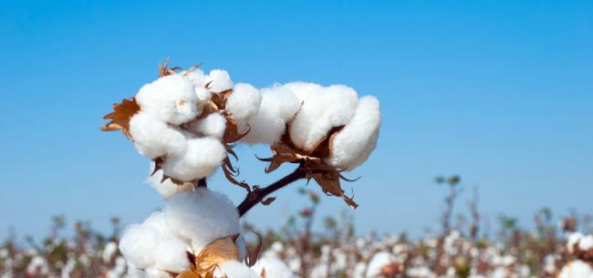 新疆棉花，棉花很白、不容抹黑---四川成都今日达航空快递